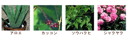 植物エキスをリッチに配合